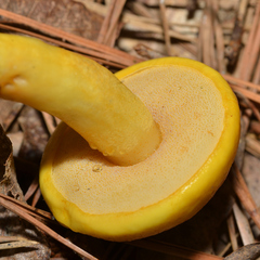 Aureoboletus auriflammeus