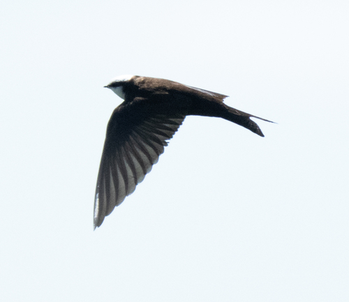 iNaturalist image