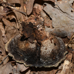 Craterellus cornucopioides