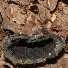 Craterellus cornucopioides