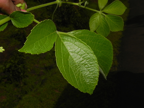 Cayratia auriculata