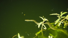 Cerberus schneiderii