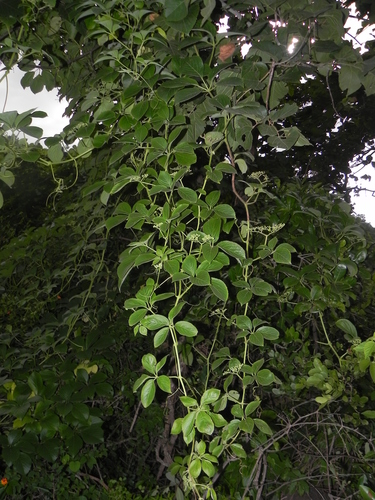 Cayratia auriculata