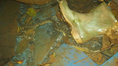 Cerberus schneiderii