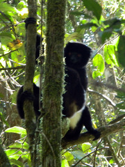 Propithecus edwardsi