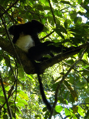 Propithecus edwardsi