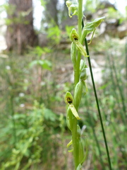 Platanthera tescamnis
