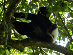 Propithecus edwardsi