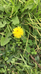 Taraxacum officinale