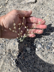 Eriogonum baileyi baileyi
