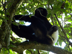 Propithecus edwardsi