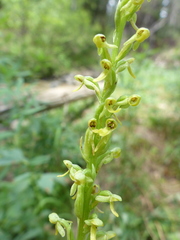 Platanthera tescamnis