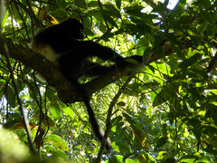 Propithecus edwardsi