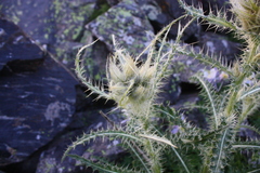 Cirsium scopulorum