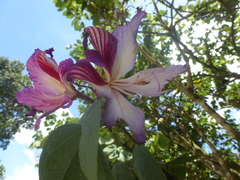 Bauhinia variegata