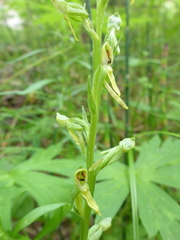 Platanthera tescamnis