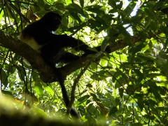 Propithecus edwardsi