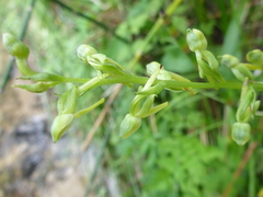 Platanthera tescamnis