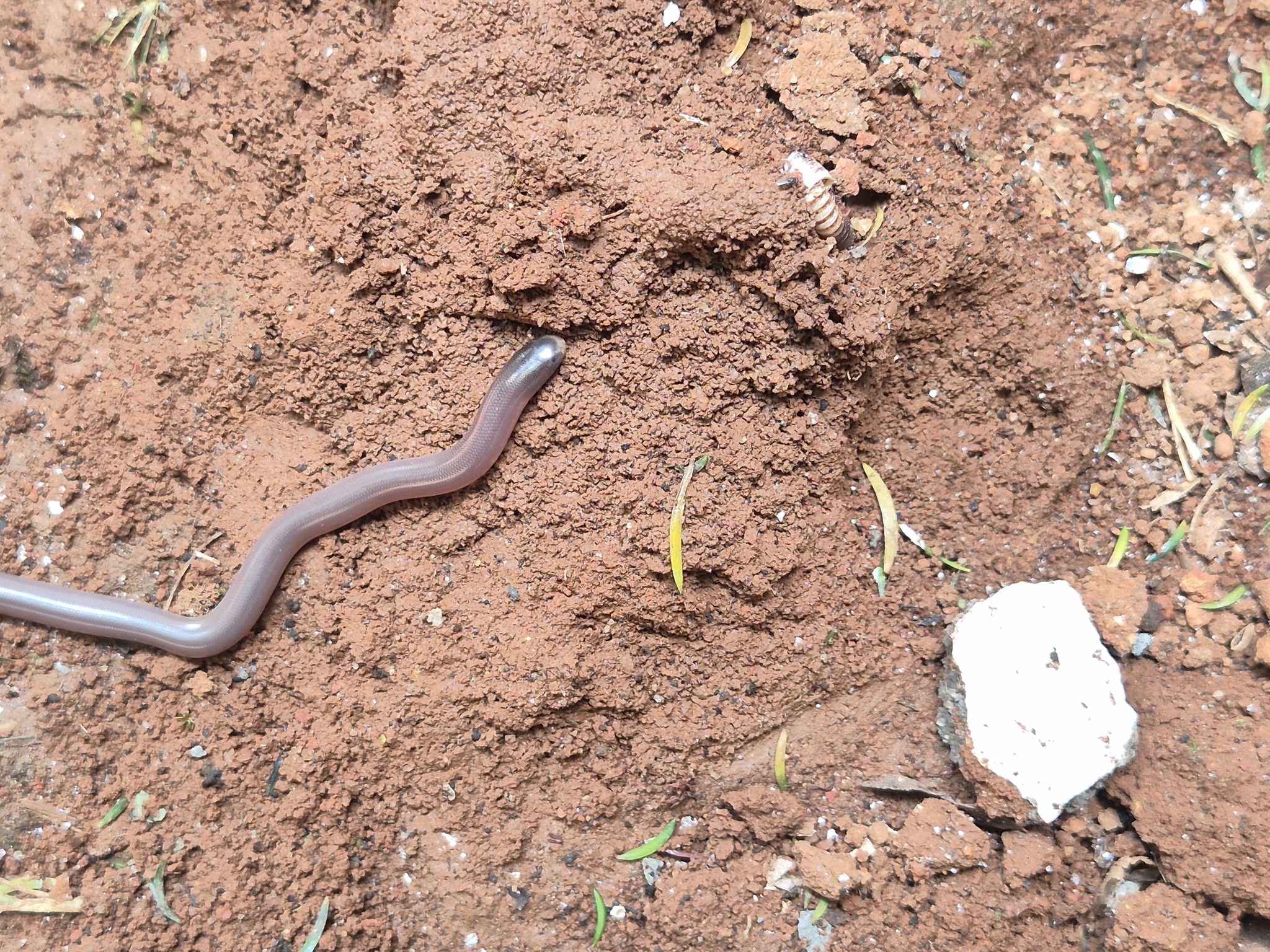 Beaked Worm Snake