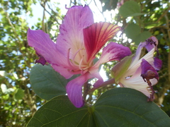 Bauhinia variegata