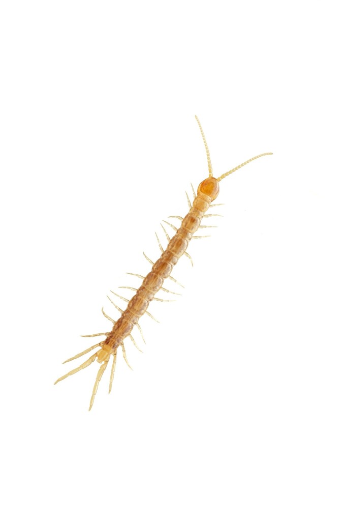 Lophobius