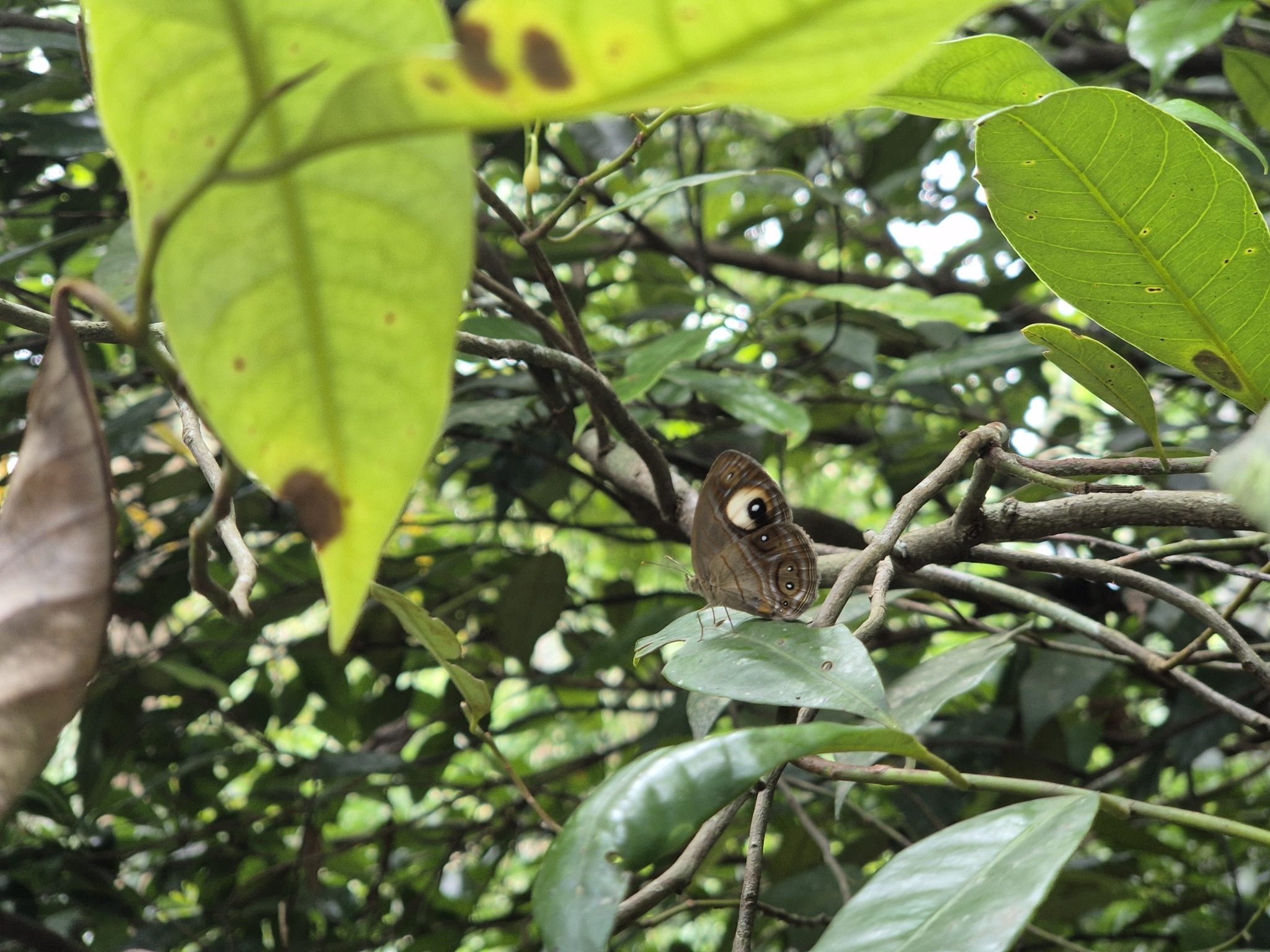 Malabar Glad-Eye Bushbrown