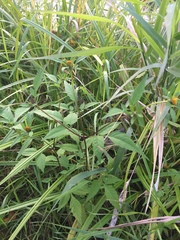 Bidens frondosa