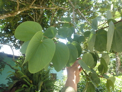 Bauhinia variegata