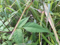 Bidens frondosa