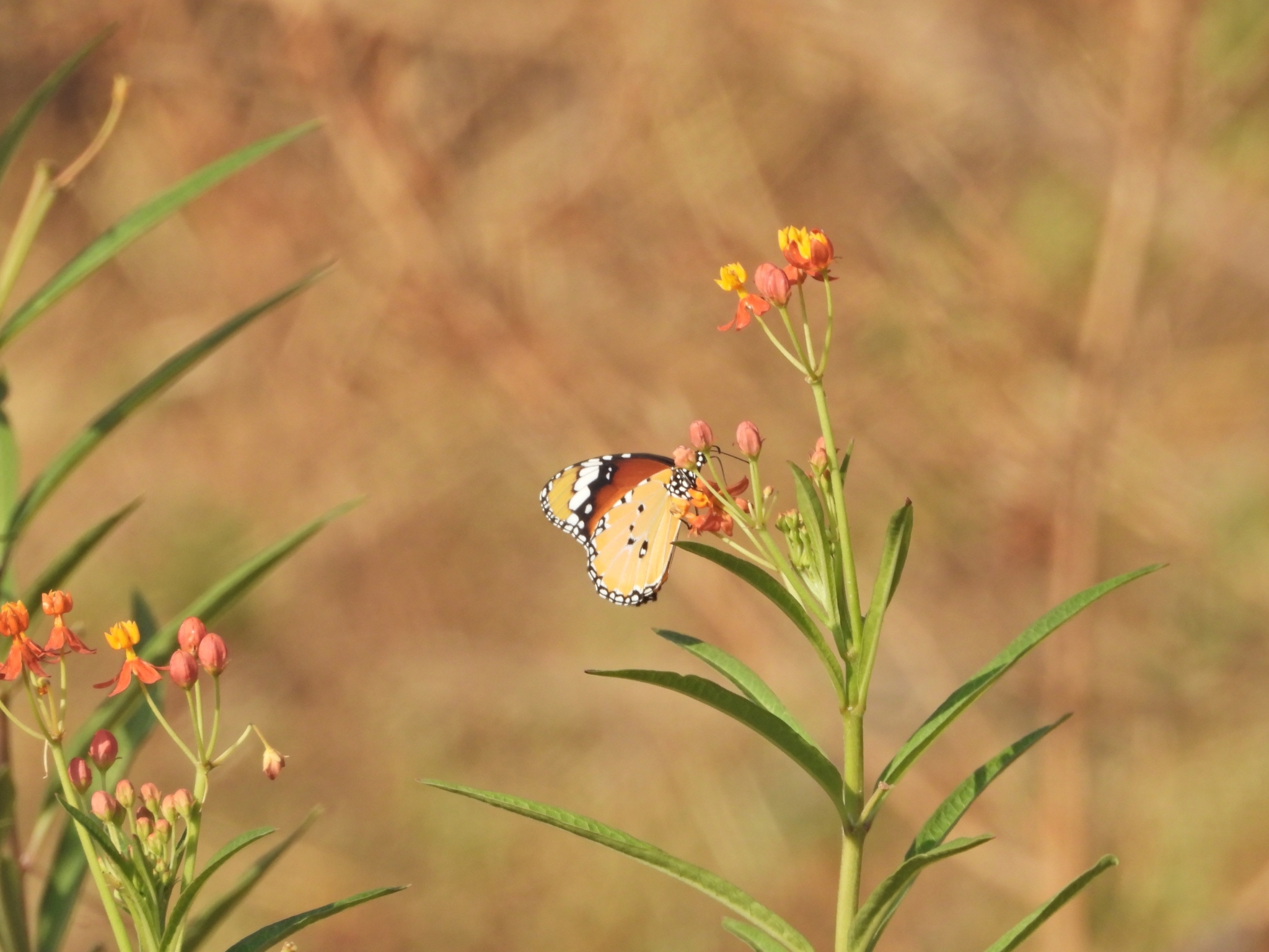 Plain Tiger