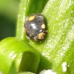 Platynaspis
