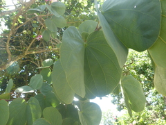 Bauhinia variegata