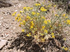Tetradymia canescens
