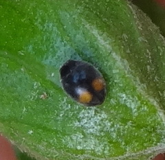 Coccinellidae