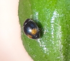 Coccinellidae