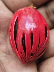Myristica fragrans, photograph (c) Siya ul haque, some rights reserved (CC BY)
