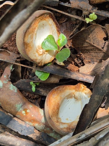 Myristica fragrans, photograph 4