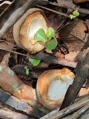Myristica fragrans, photograph (c) Siya ul haque, some rights reserved (CC BY)