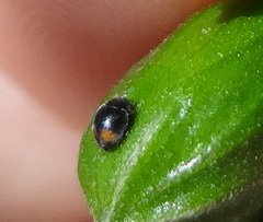 Coccinellidae