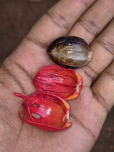 Myristica fragrans, photograph 5