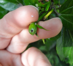 Coccinellidae