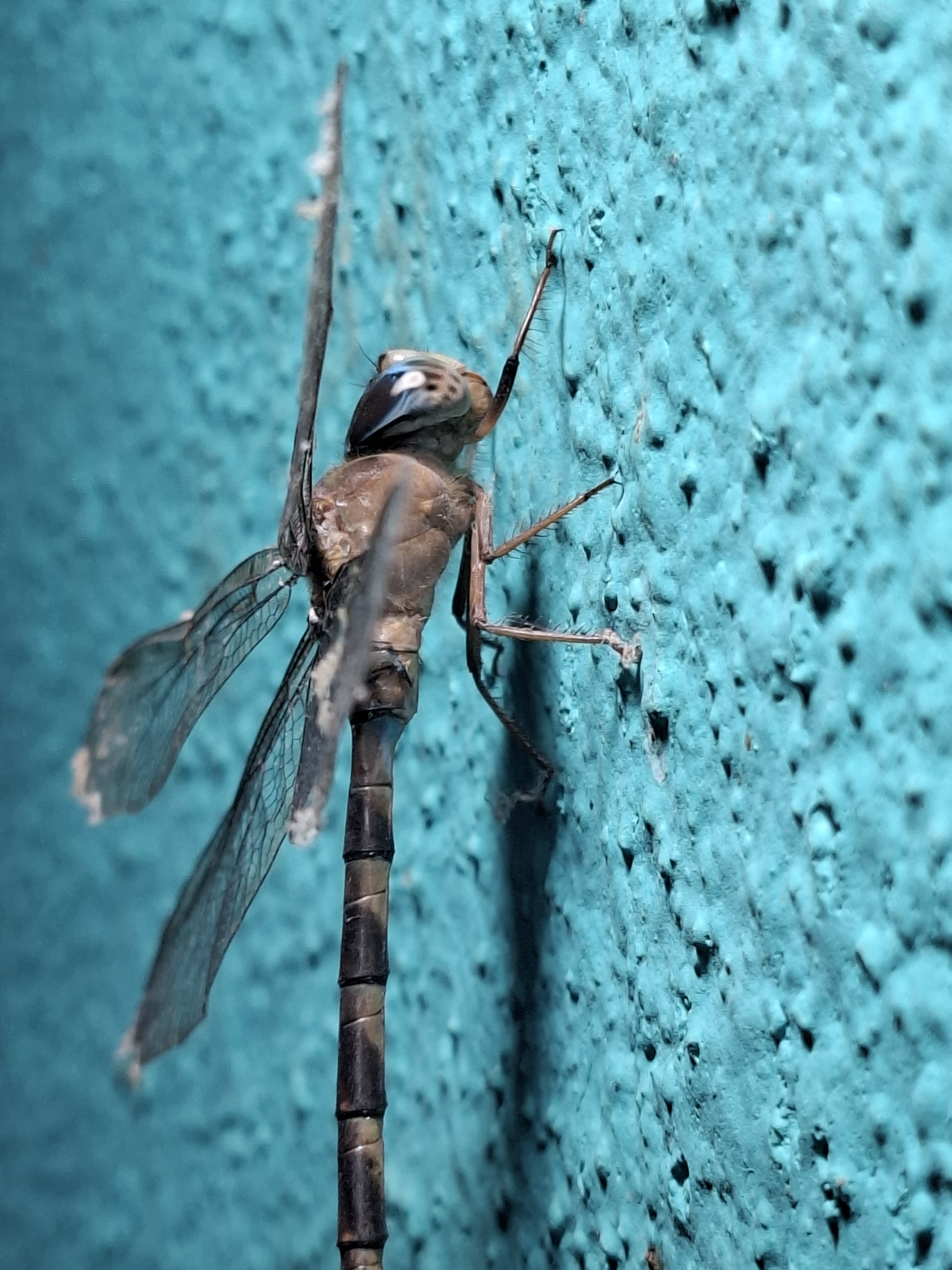 Brown Duskhawker