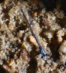 Argia tibialis