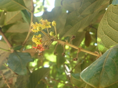 Byrsonima crassifolia