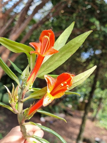 Columnea crassifolia