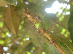 Byrsonima crassifolia