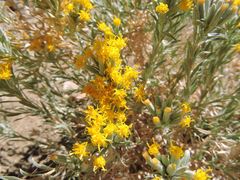 Tetradymia canescens