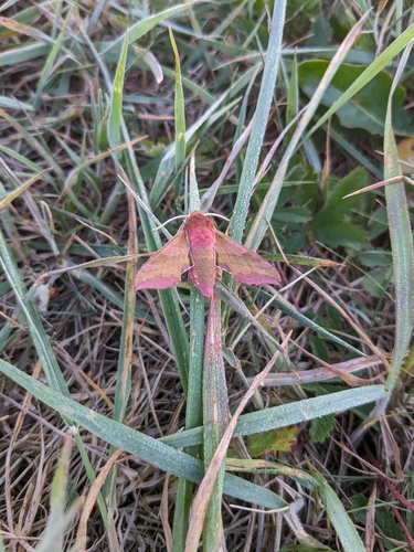 Small Elephant Hawkmoth photo 4