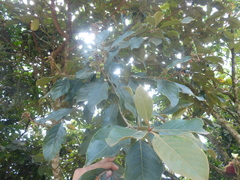 Byrsonima crassifolia