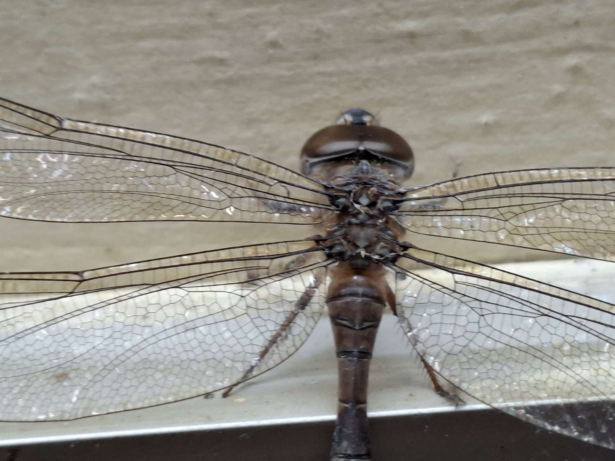 Brown Duskhawker